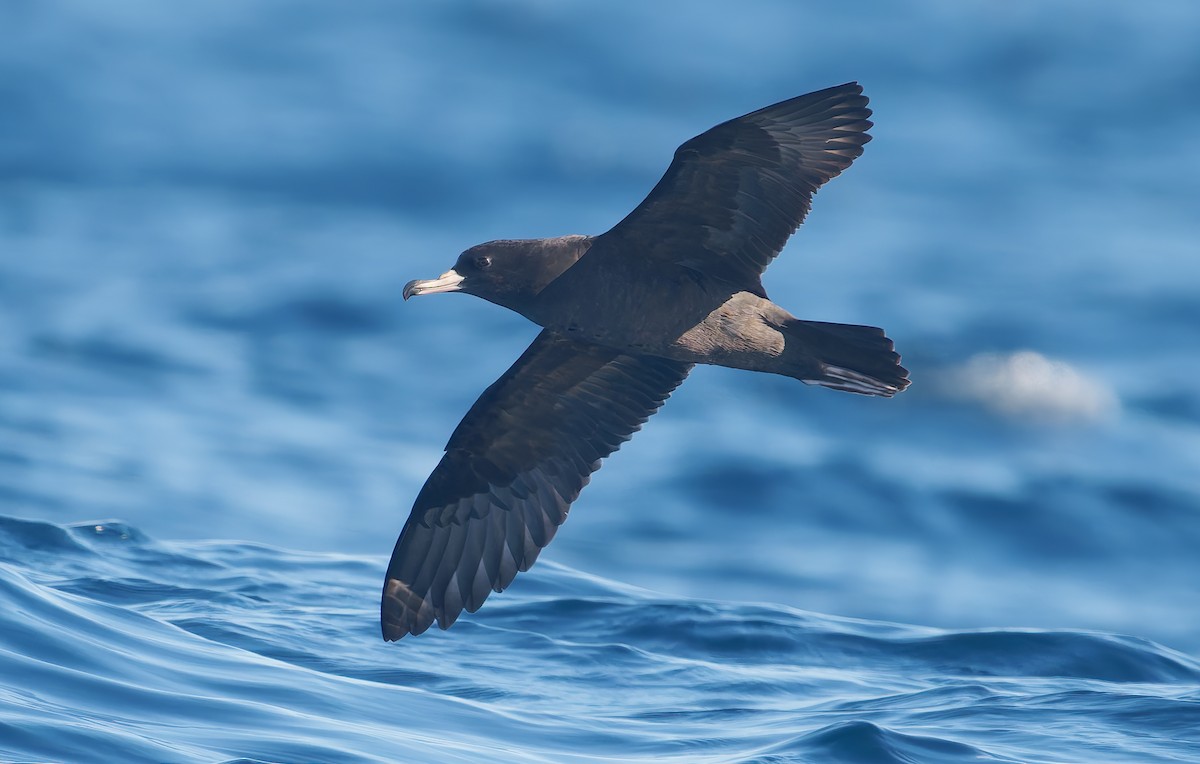 Flesh-footed Shearwater - ML643917702