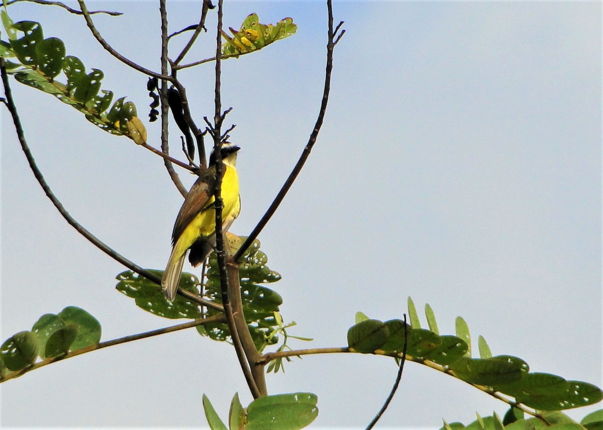 Rusty-margined Flycatcher - ML64391771