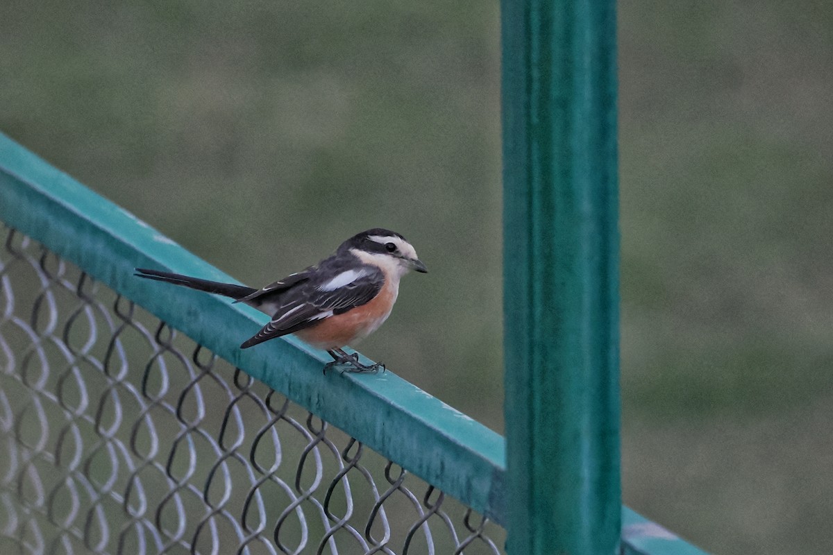 Masked Shrike - ML643917716