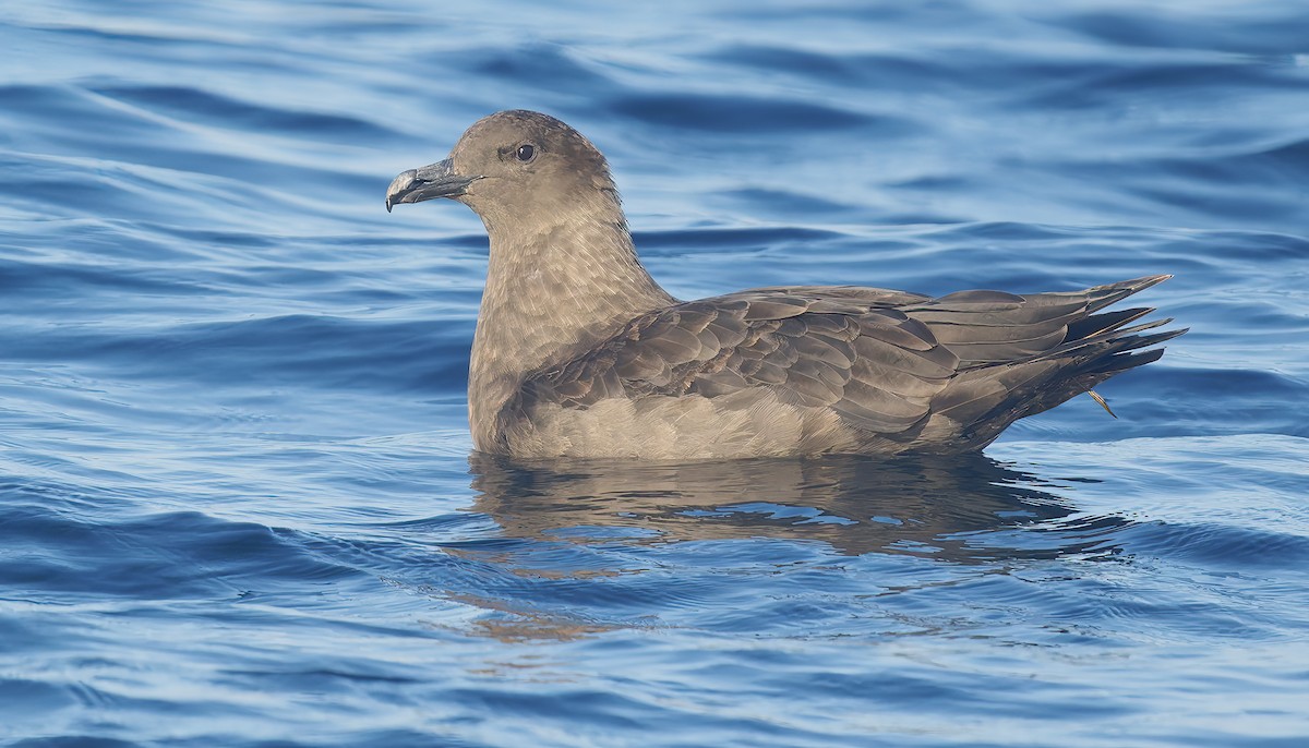 South Polar Skua - ML643917730