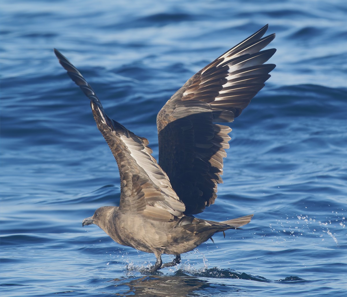 South Polar Skua - ML643917738