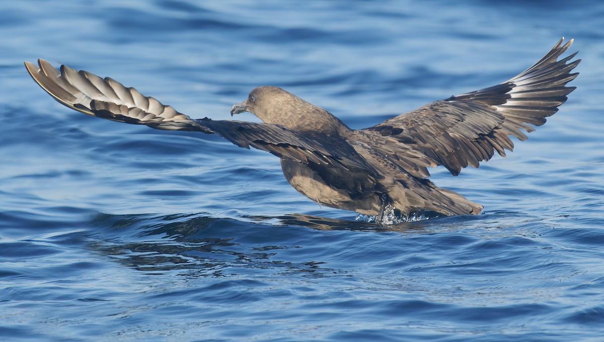 South Polar Skua - ML643917739