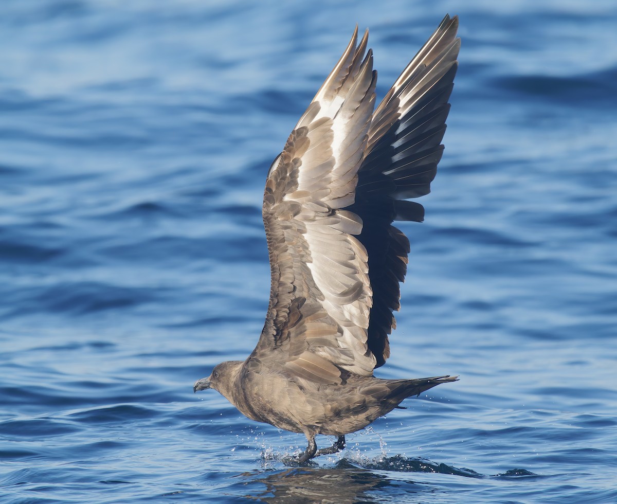 South Polar Skua - ML643917740