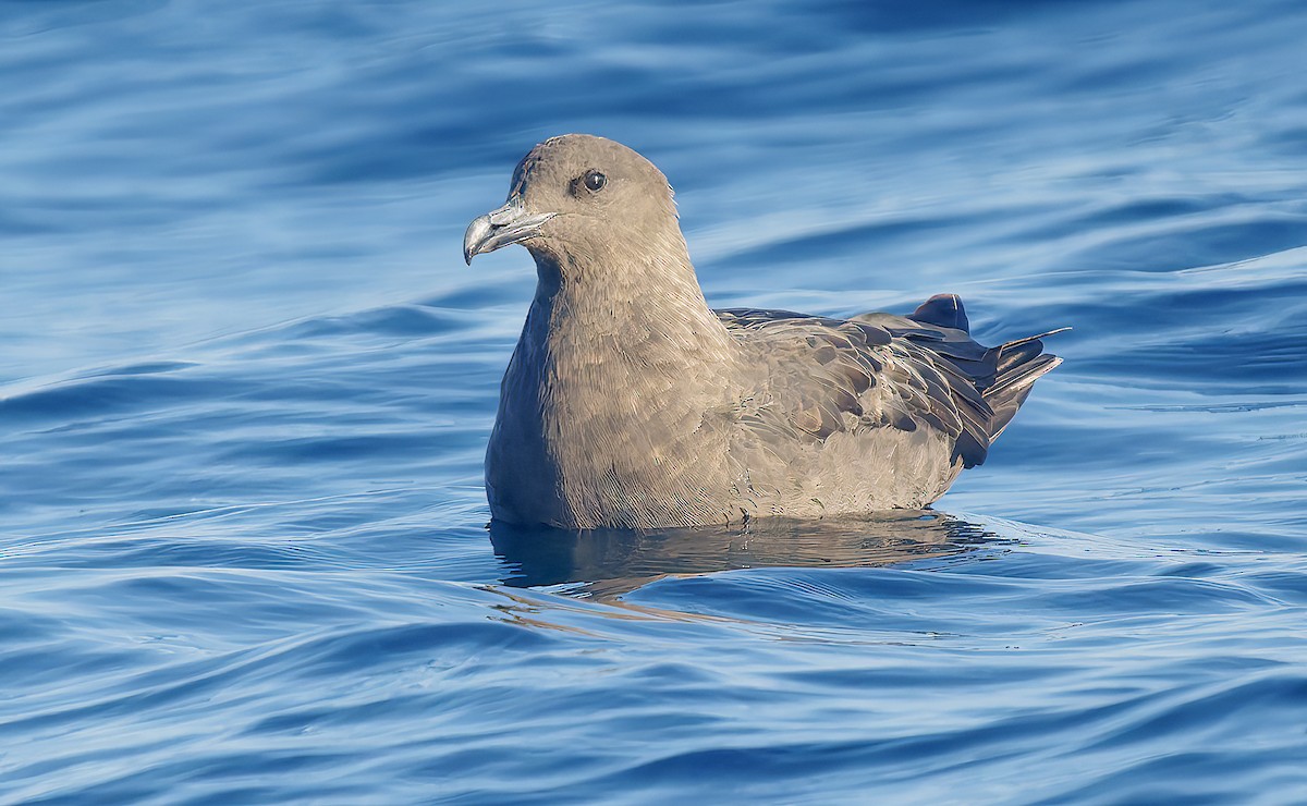 South Polar Skua - ML643917747