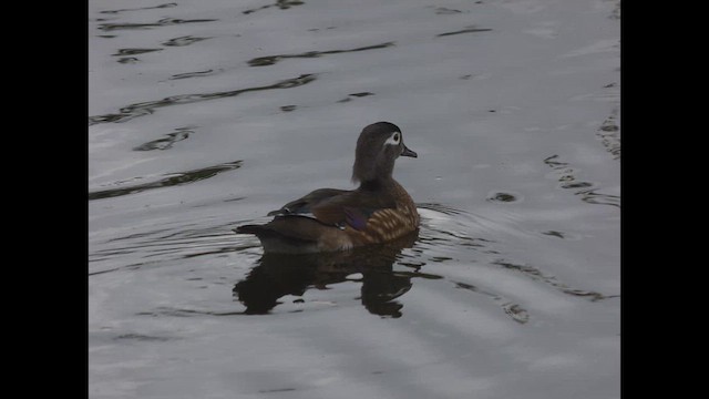 Wood Duck - ML643917757