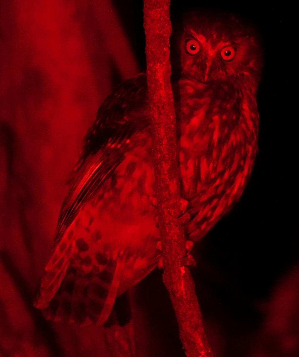Morepork - ML643917782