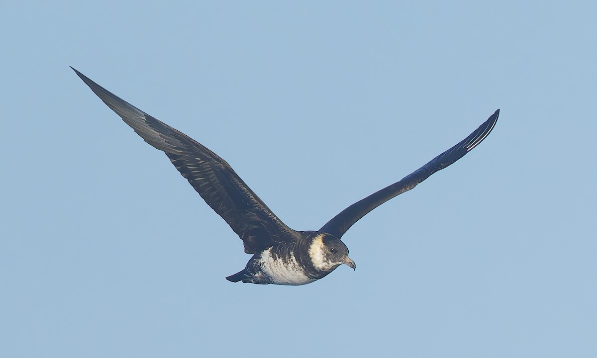 Бэсрэг хайлгана - ML643917790