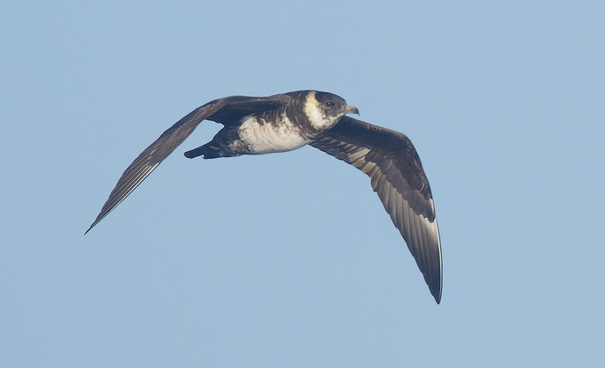 Бэсрэг хайлгана - ML643917791