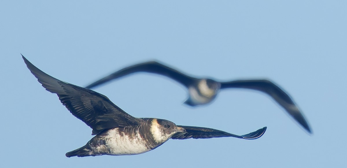 Бэсрэг хайлгана - ML643917792