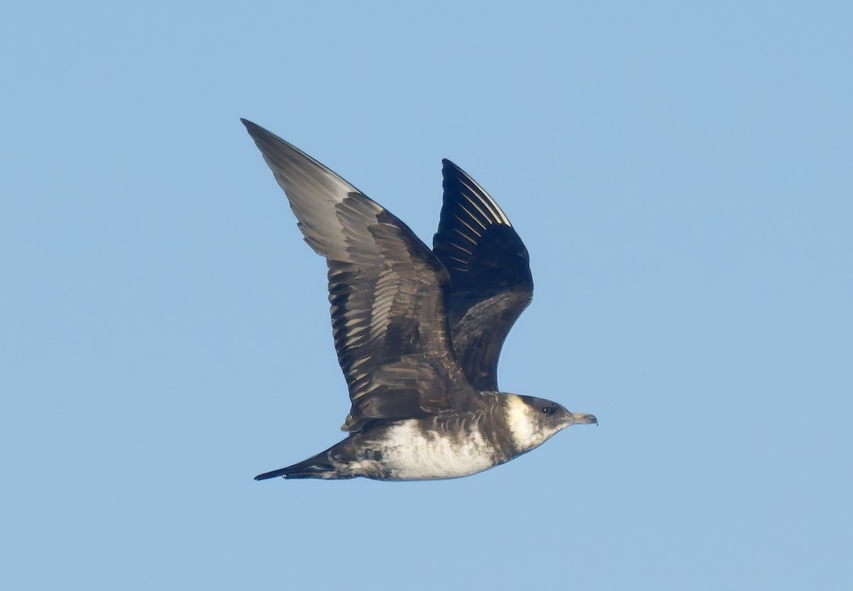 Бэсрэг хайлгана - ML643917793