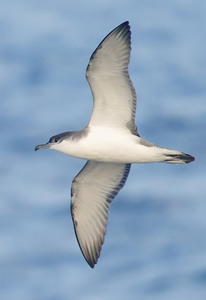 Buller's Shearwater - ML643917801