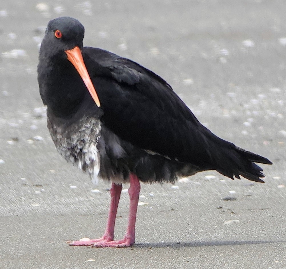 Huîtrier variable - ML643917827