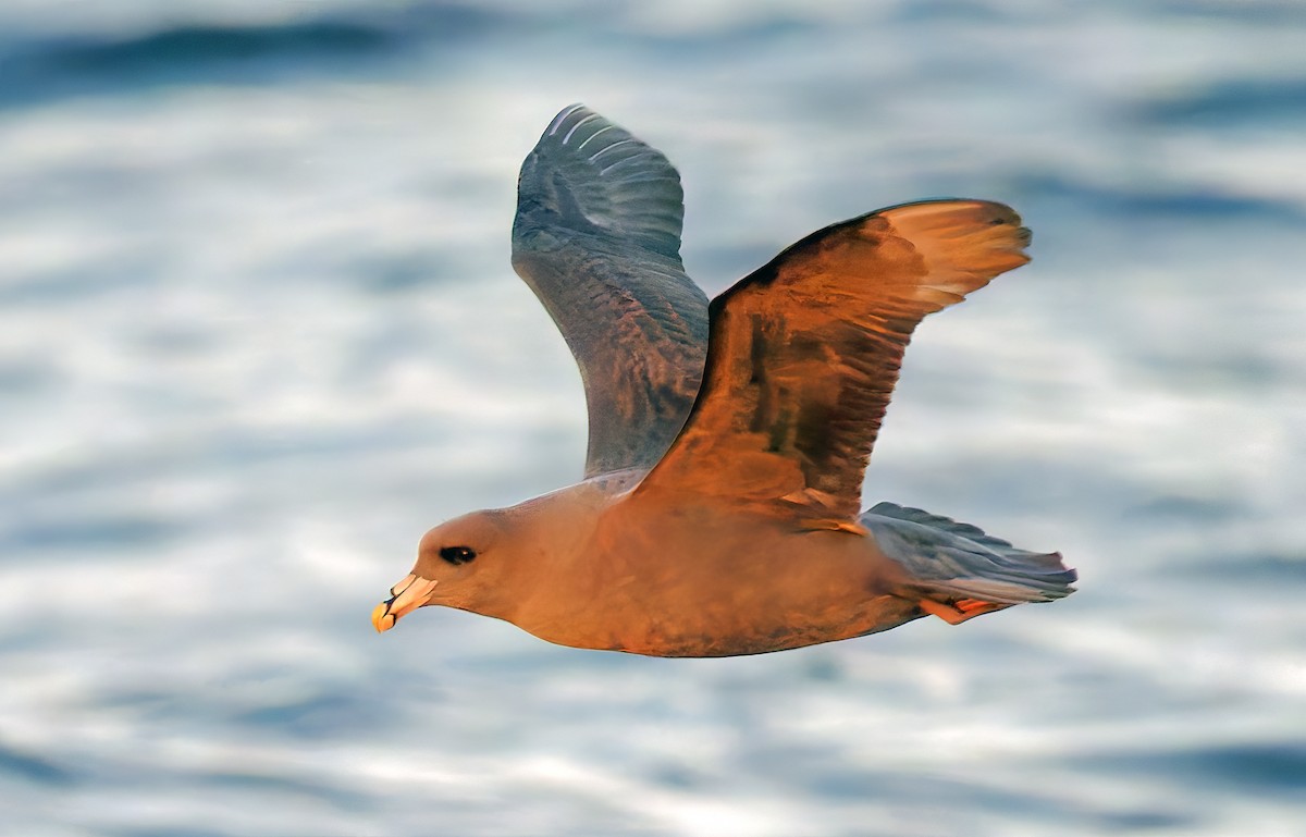 Northern Fulmar - ML643917841