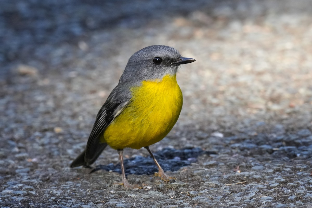 Eastern Yellow Robin - ML643917842