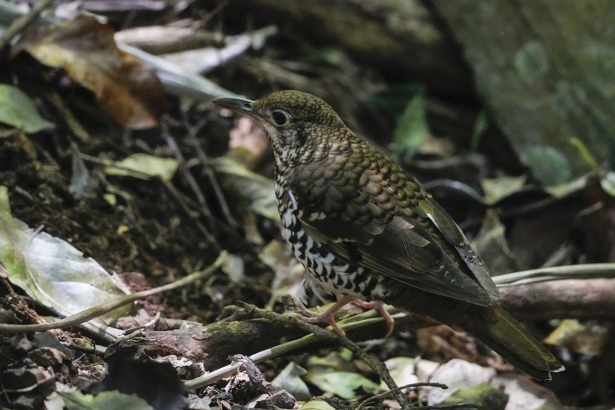 Russet-tailed Thrush - ML643917848