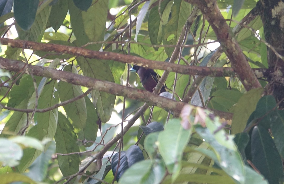 Banded Broadbill - ML643917857