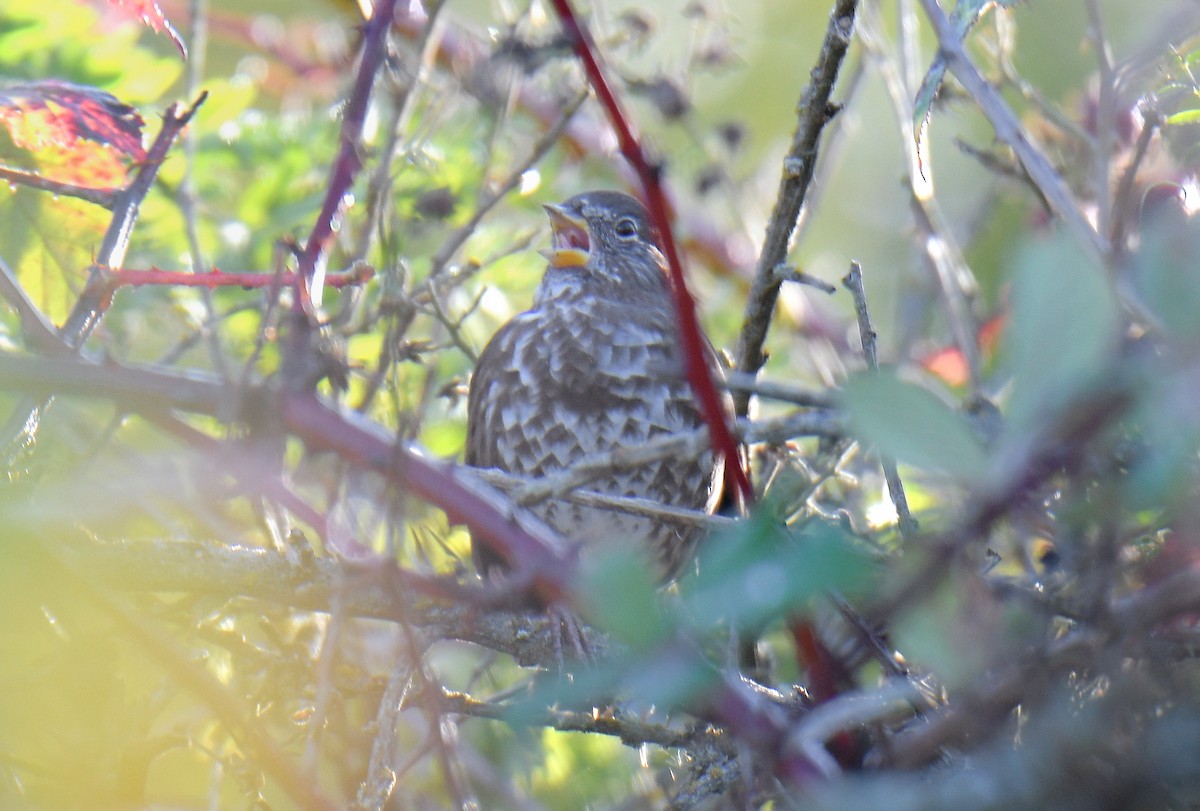 Fox Sparrow - ML643917911
