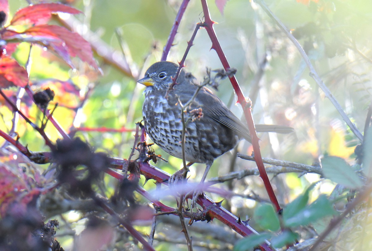 Fox Sparrow - ML643917912