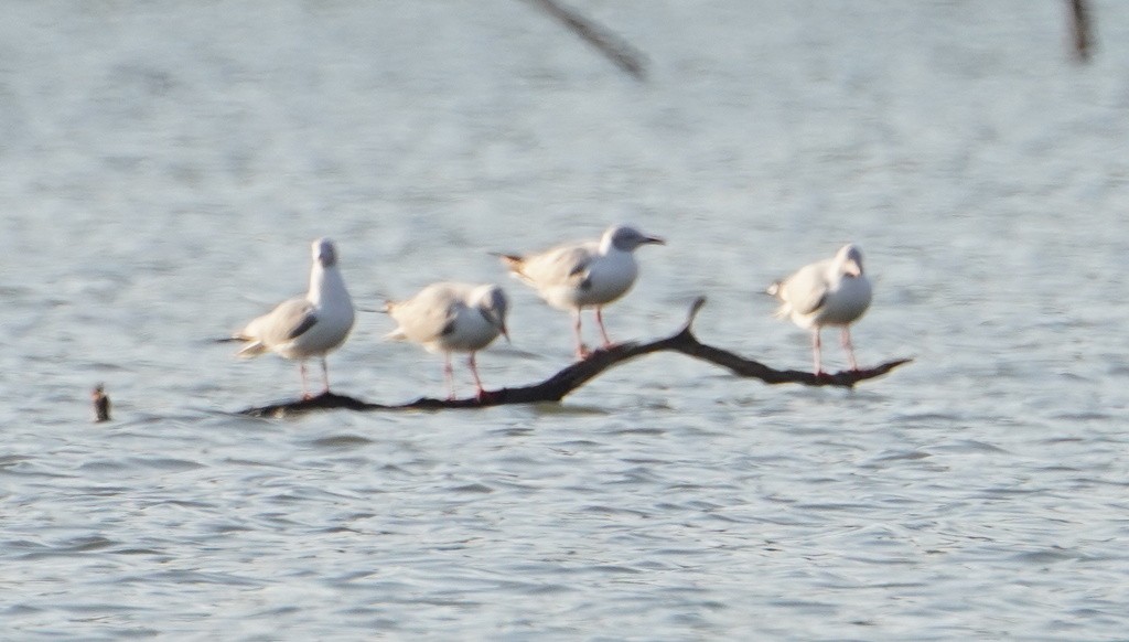 Gray-hooded Gull - ML643917920