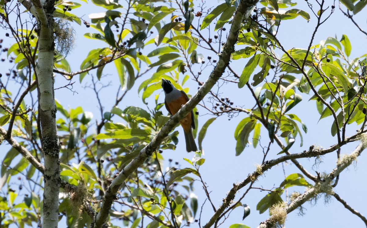 Black-faced Monarch - ML643918002