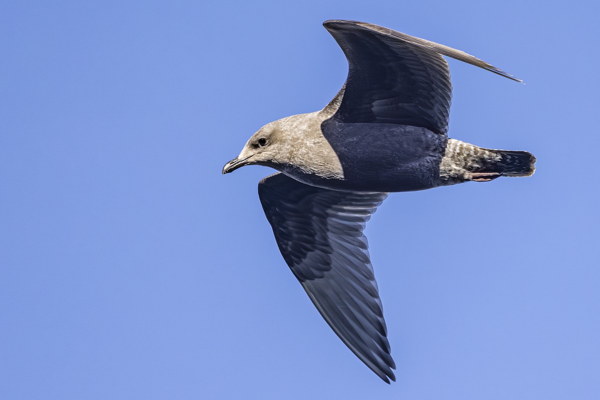 Iceland Gull (Thayer's) - ML643918019