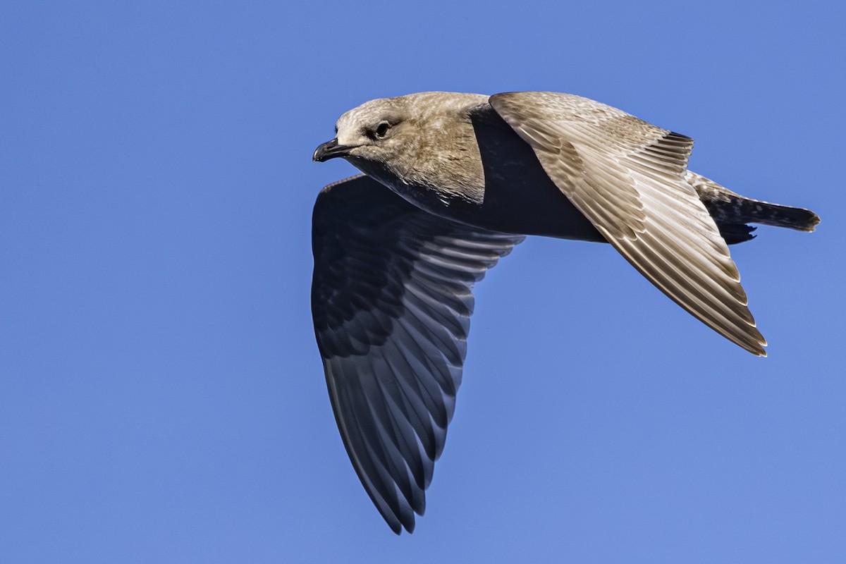 Iceland Gull (Thayer's) - ML643918020