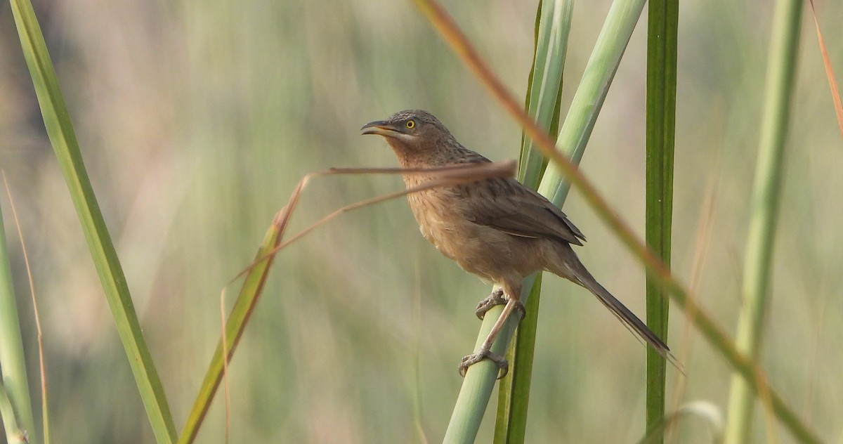 Кратеропа смугастоголова - ML643918021