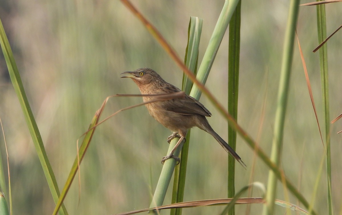 Кратеропа смугастоголова - ML643918022