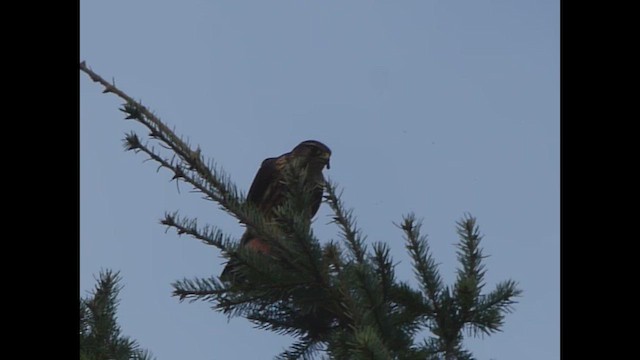 Merlin - ML643918033