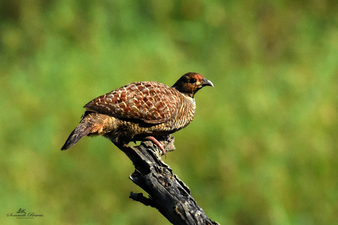 Турач сірий - ML643918037