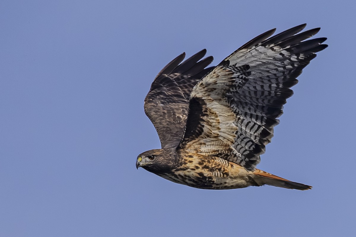 Red-tailed Hawk - ML643918050