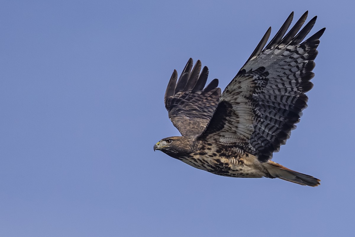 Red-tailed Hawk - ML643918051