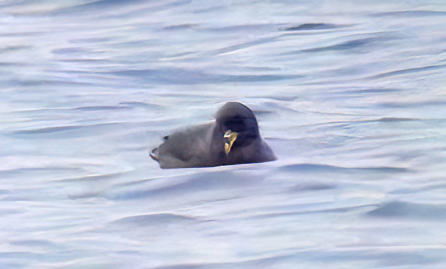 Northern Fulmar - ML643918058