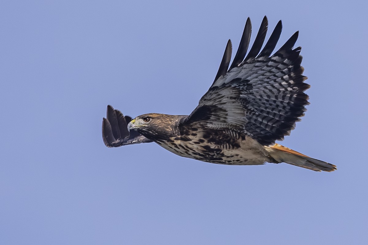 Red-tailed Hawk - ML643918059