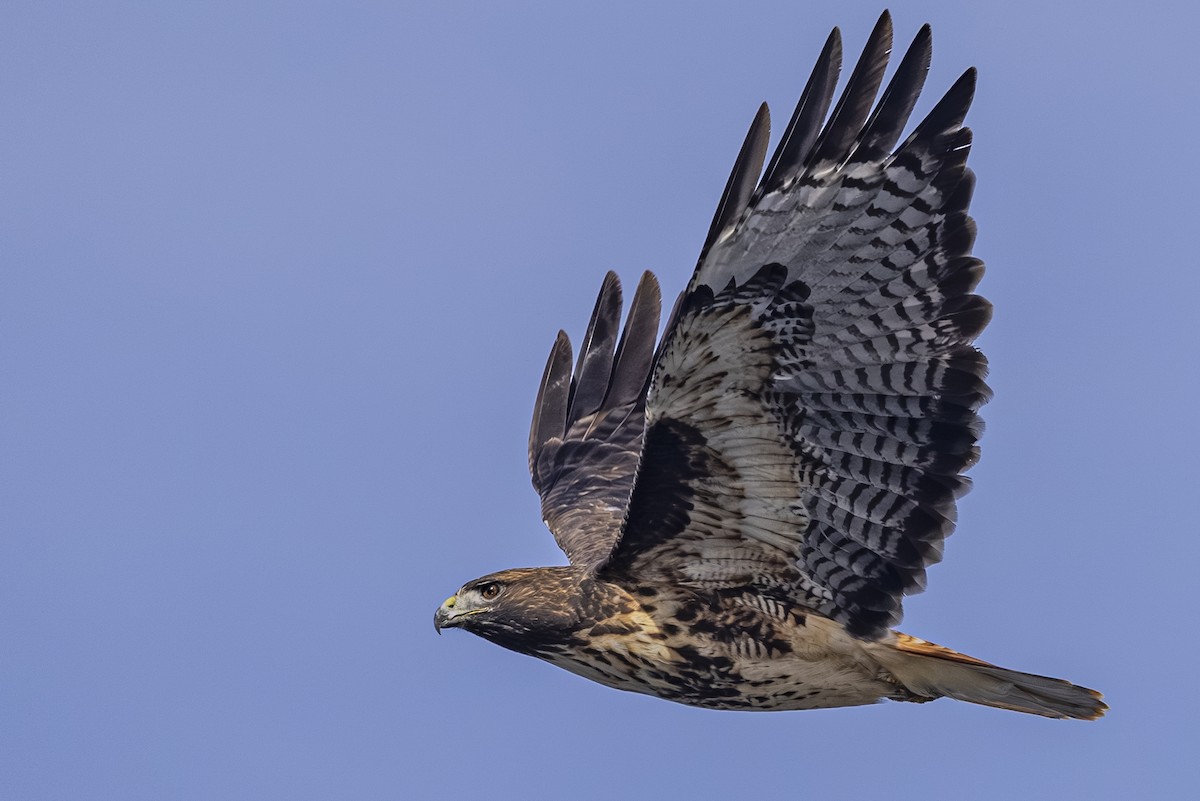 Red-tailed Hawk - ML643918061