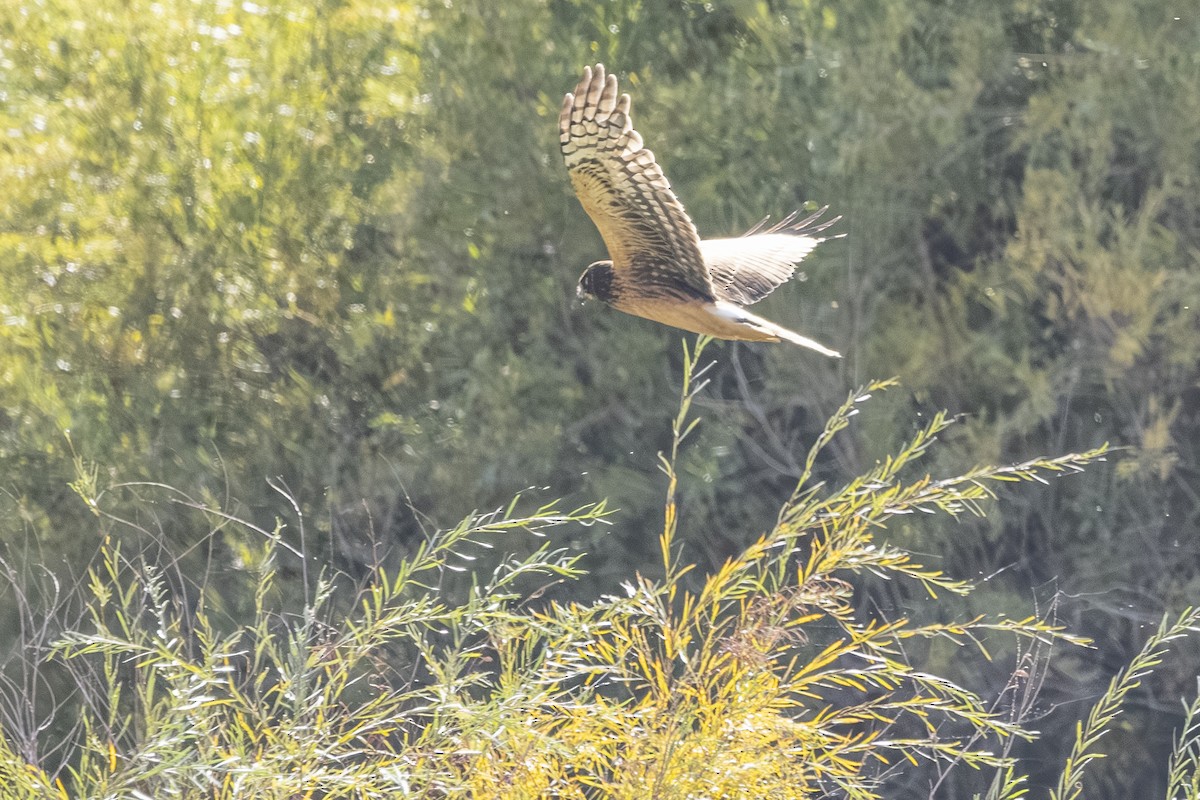 Northern Harrier - ML643918073