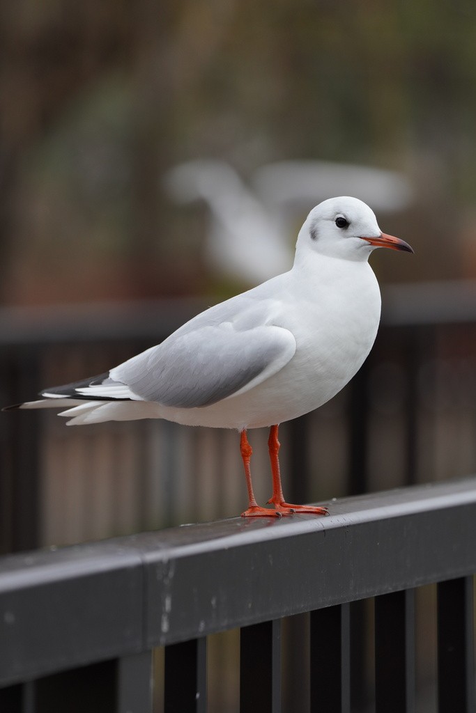 hettemåke - ML643918075