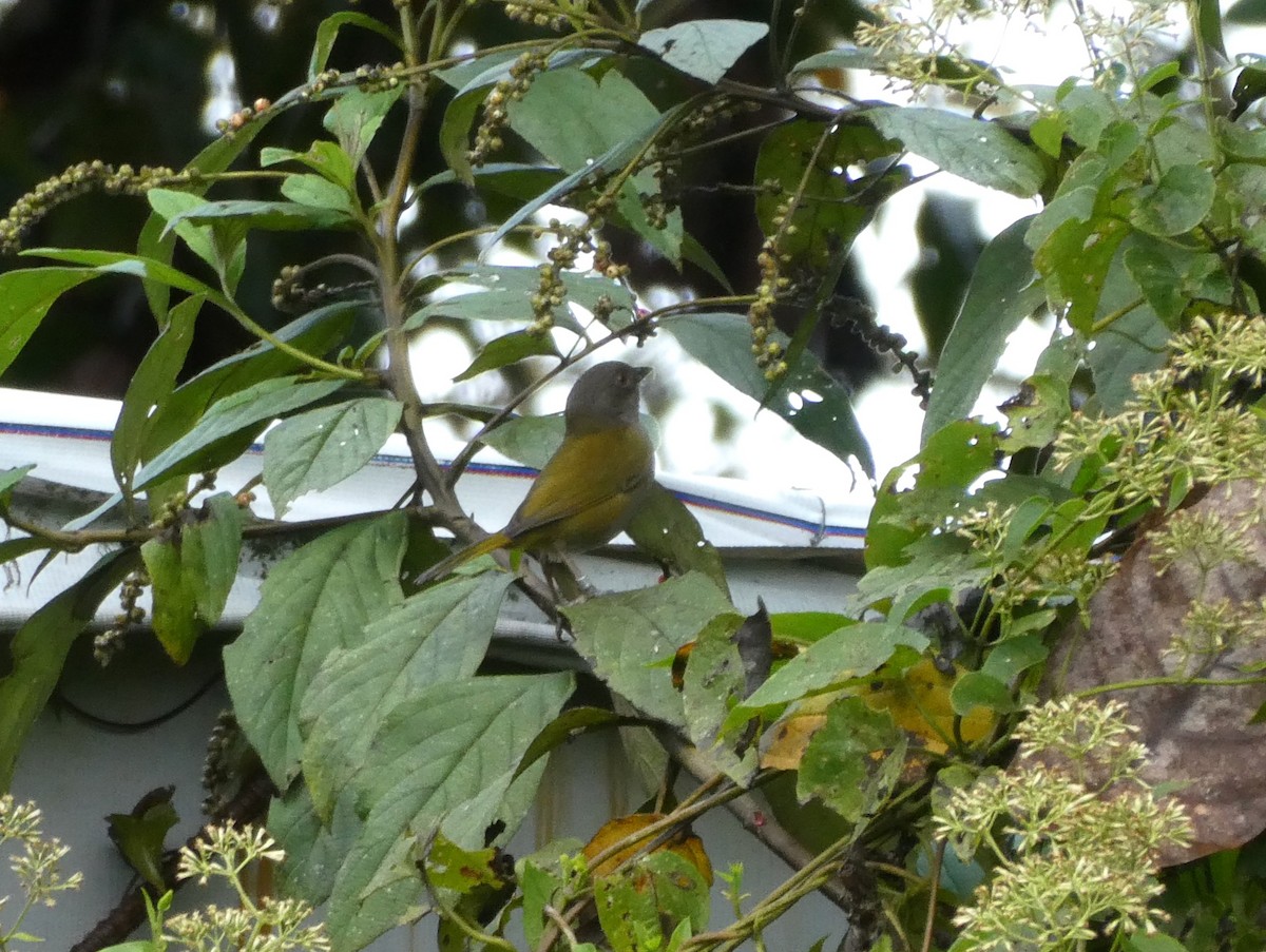 Dusky Chlorospingus - ML643918079