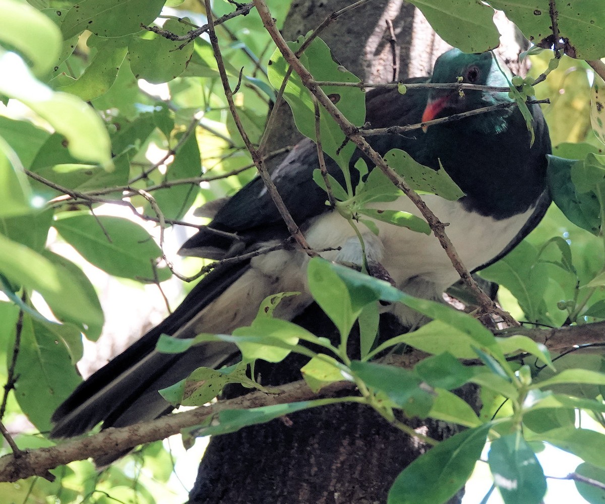 New Zealand Pigeon - ML643918091