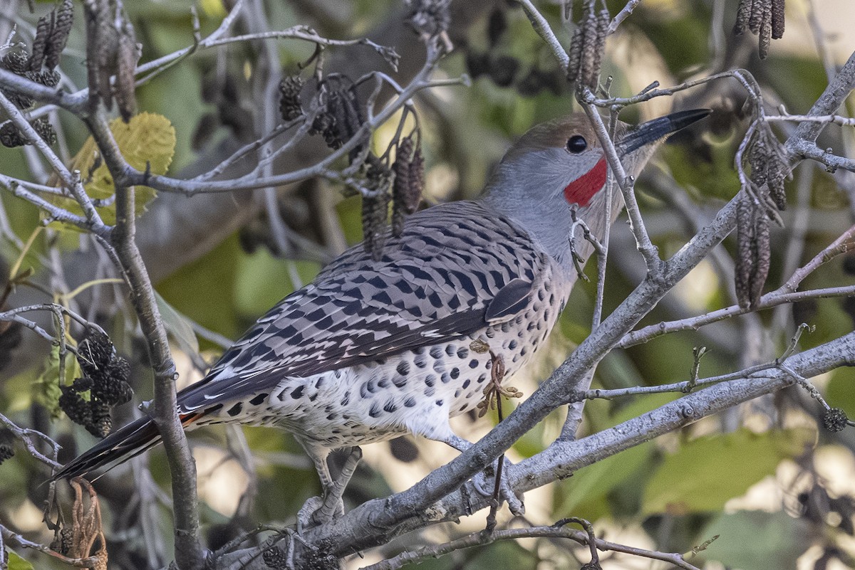 Northern Flicker - ML643918092