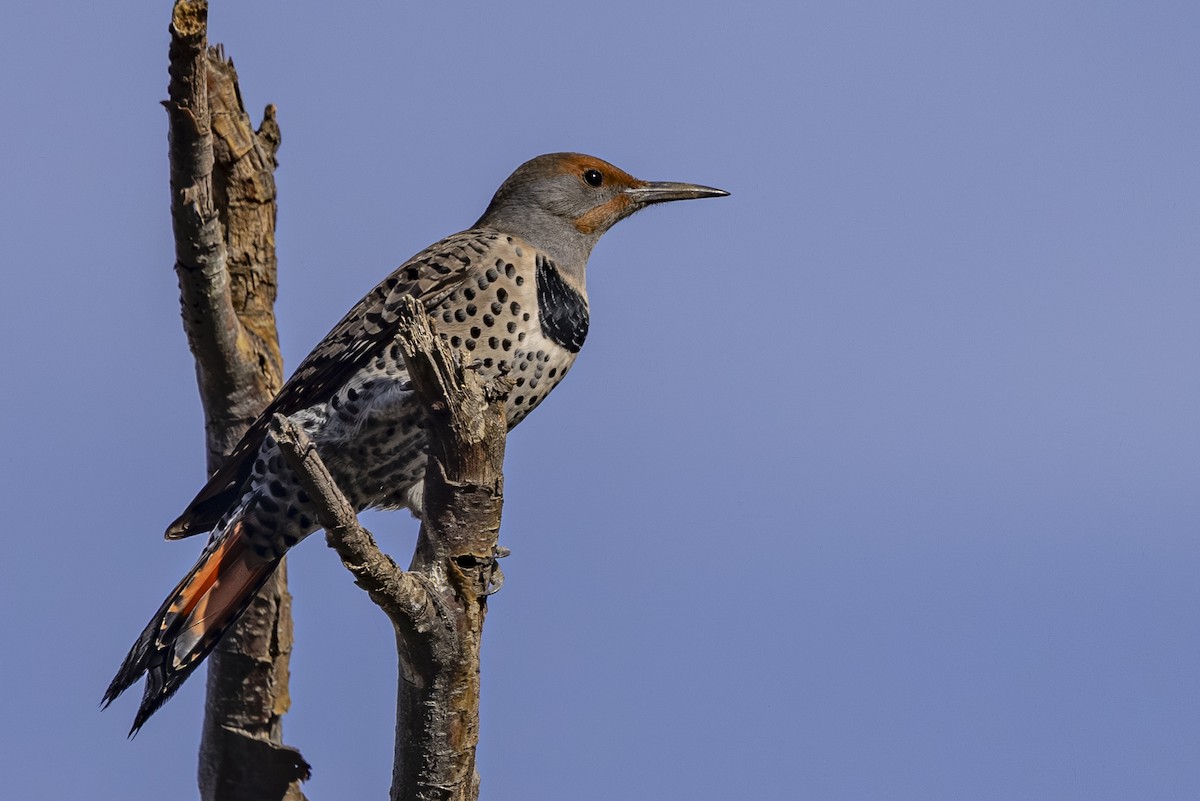 Northern Flicker - ML643918099