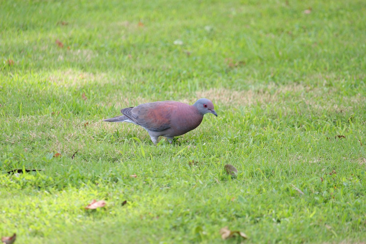 Pale-vented Pigeon - ML643918108