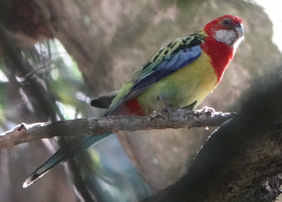 Eastern Rosella - ML643918109