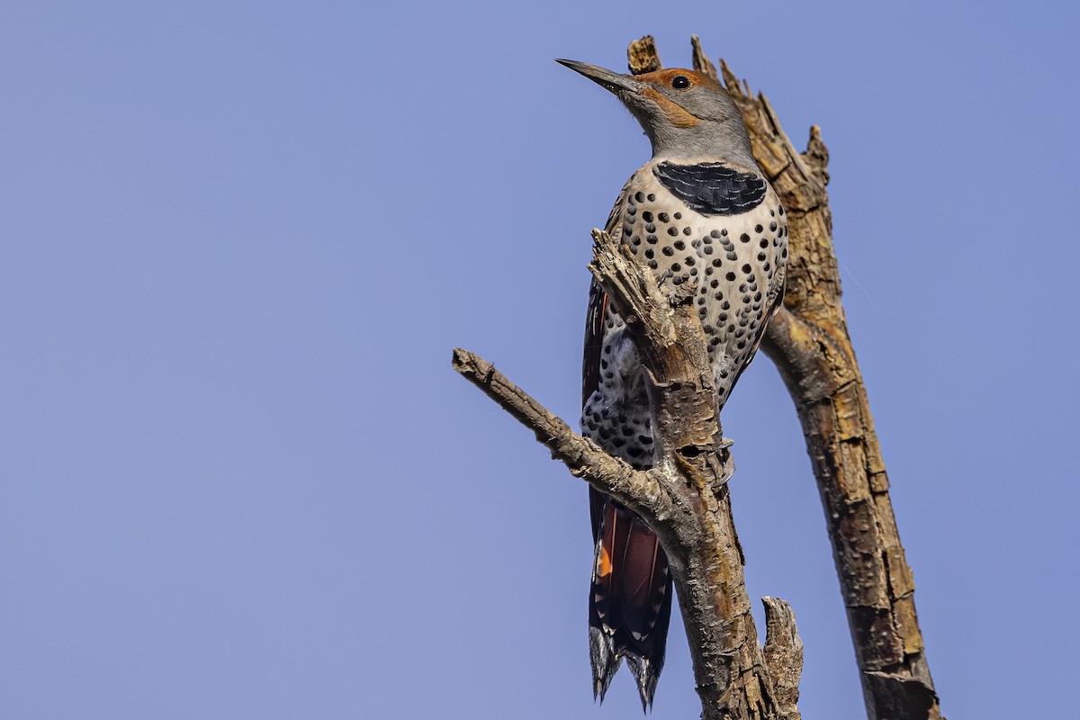 Northern Flicker - ML643918111