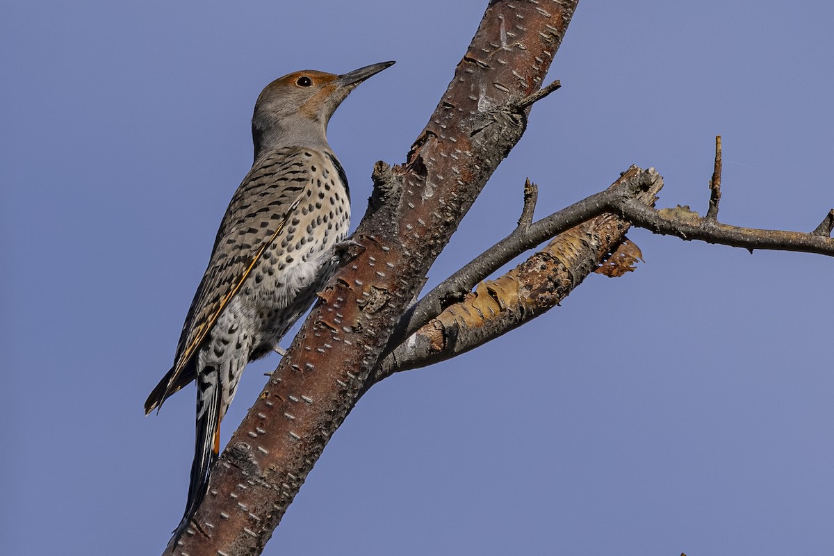 Northern Flicker - ML643918117