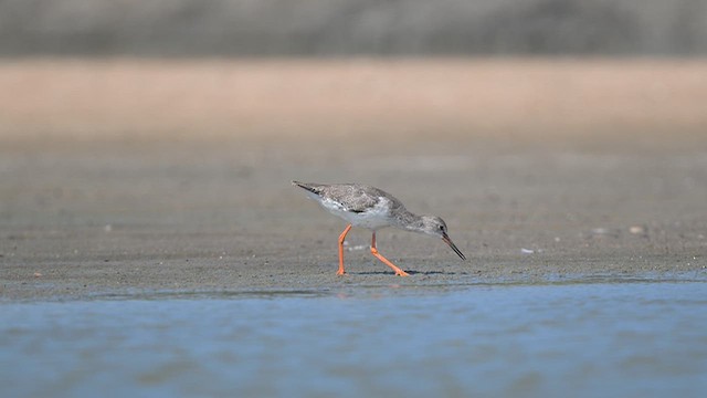Common Redshank - ML643918139