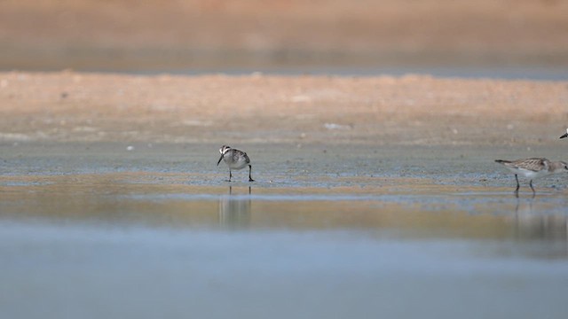 Common Redshank - ML643918140