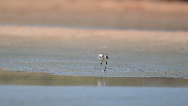 Broad-billed Sandpiper - ML643918142
