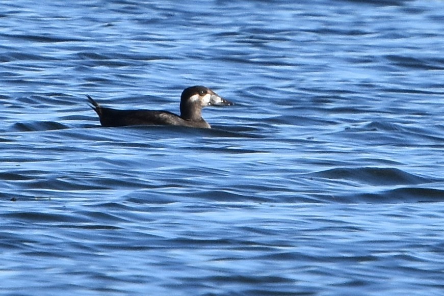 Surf Scoter - ML643918143