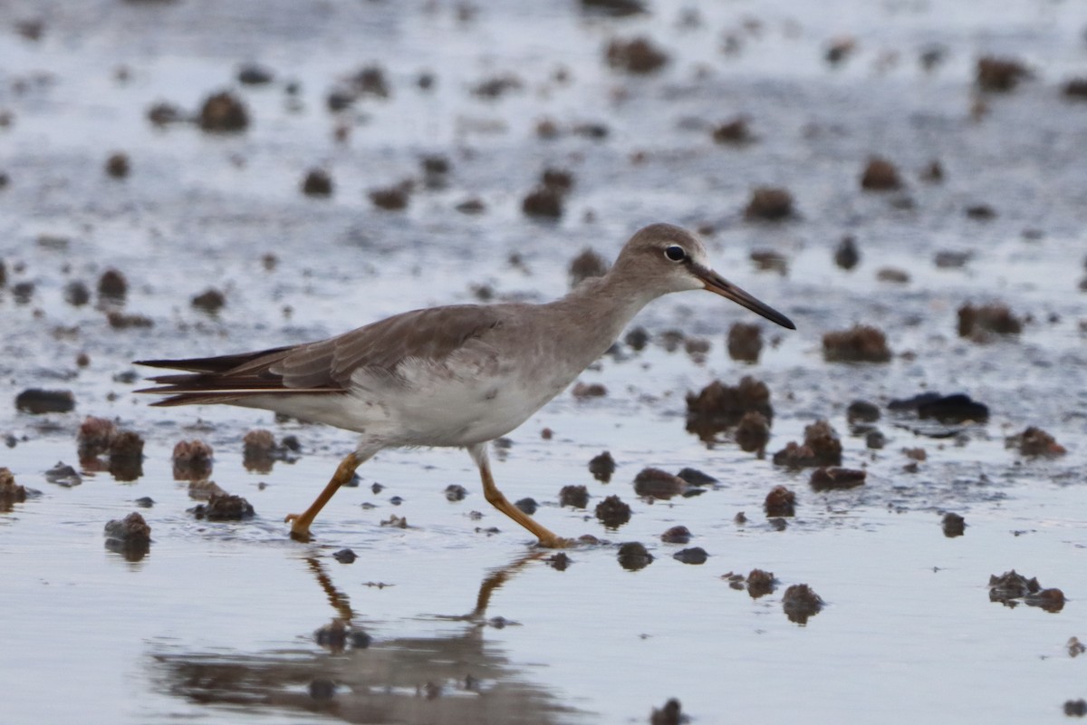 Gray-tailed Tattler - ML643918145